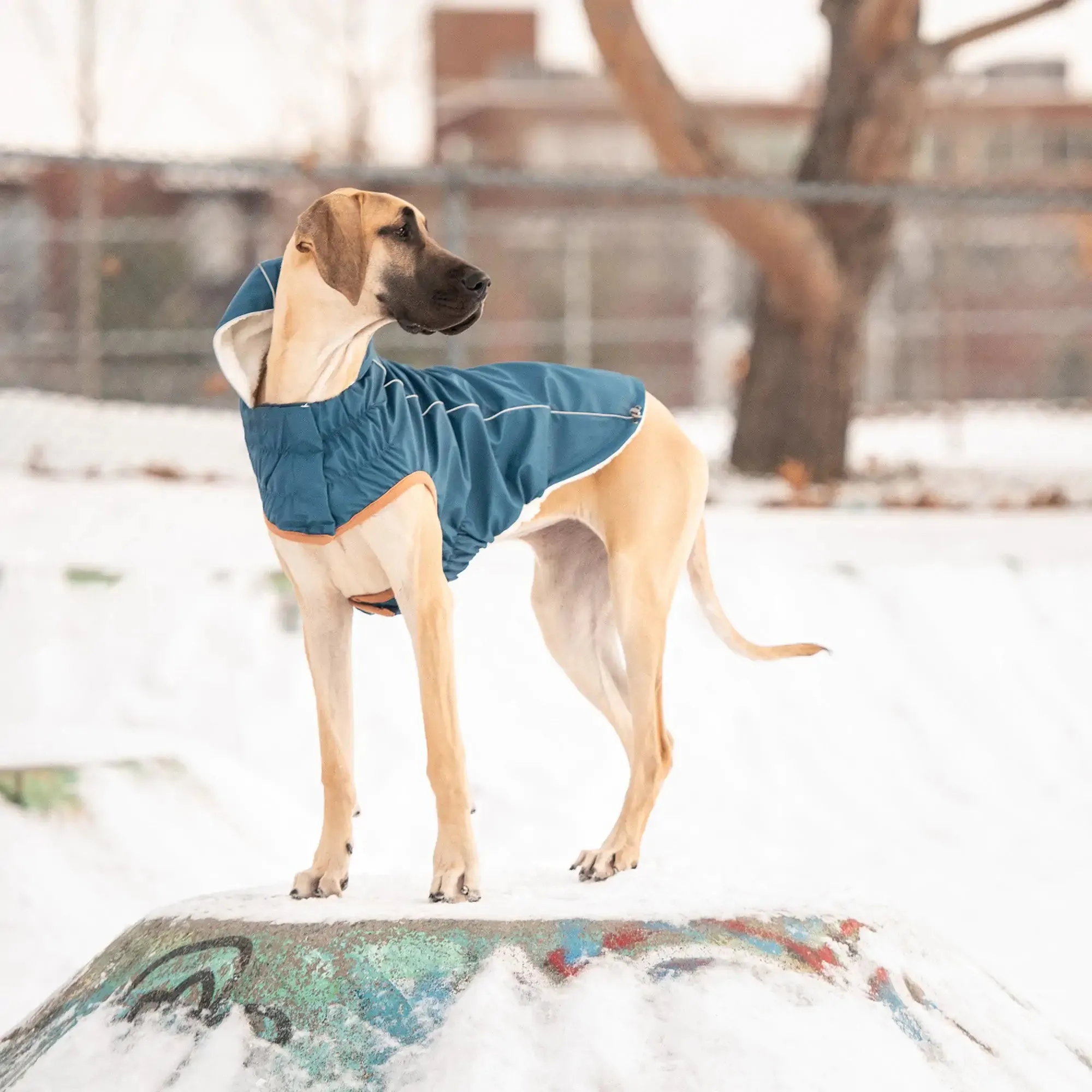 Insulated Dog Raincoat, Reflective Piping, Sherpa Lining - Dark Blue