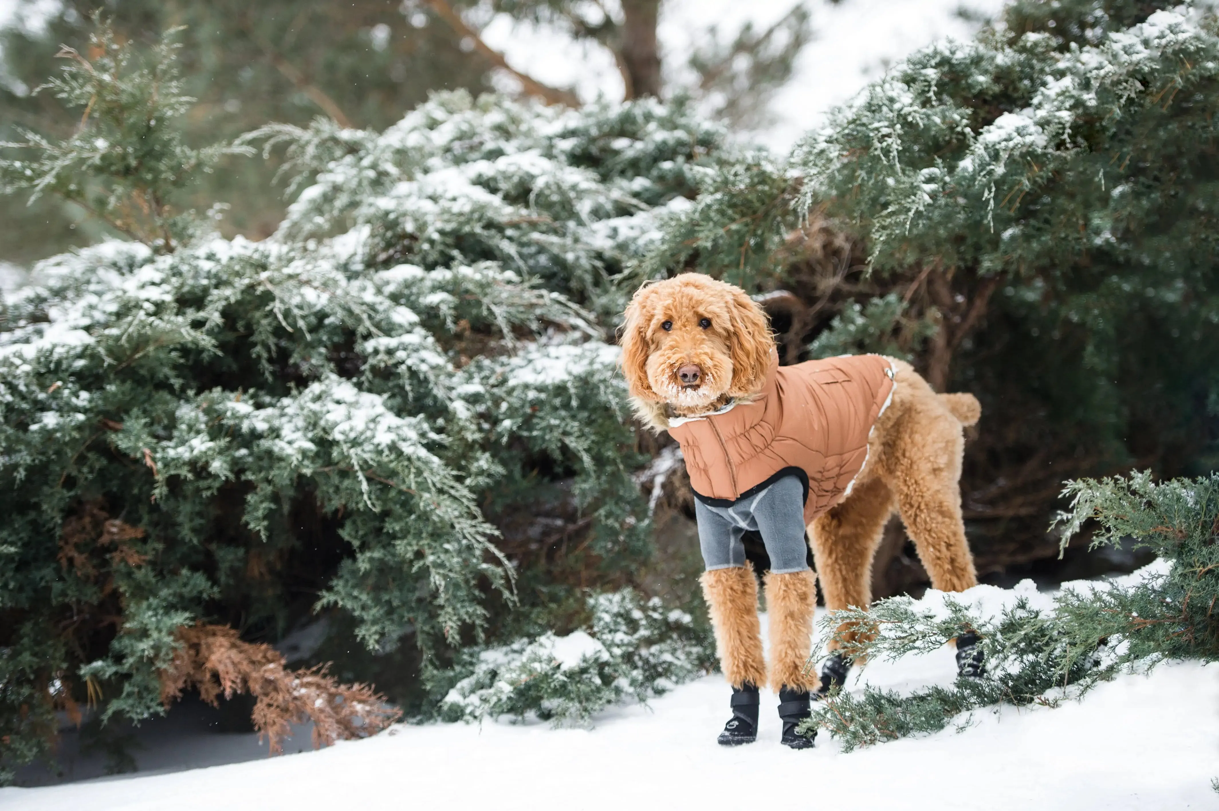 Sherpa-Lined Urban Parka - Caramel. Dog Coat. Water Resistant.